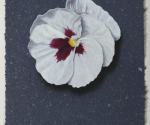 White Pansy